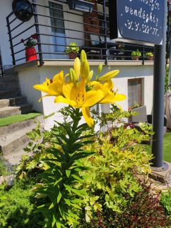 Szalmaegér Vendégház21