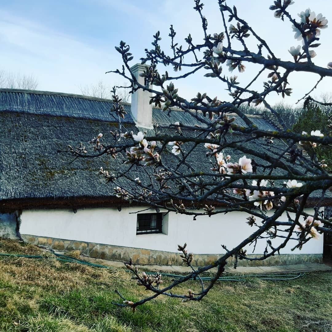 Wild Boar Cottage – Badacsonyörs fotó 18