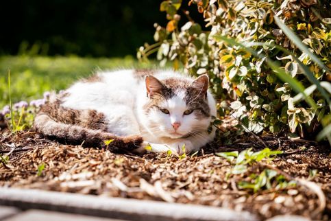 Rózsa Porta Vendégház23