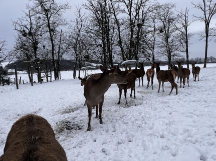 Zselicvad Vendégház12