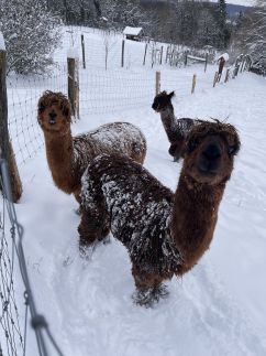 Zselicvad Vendégház13