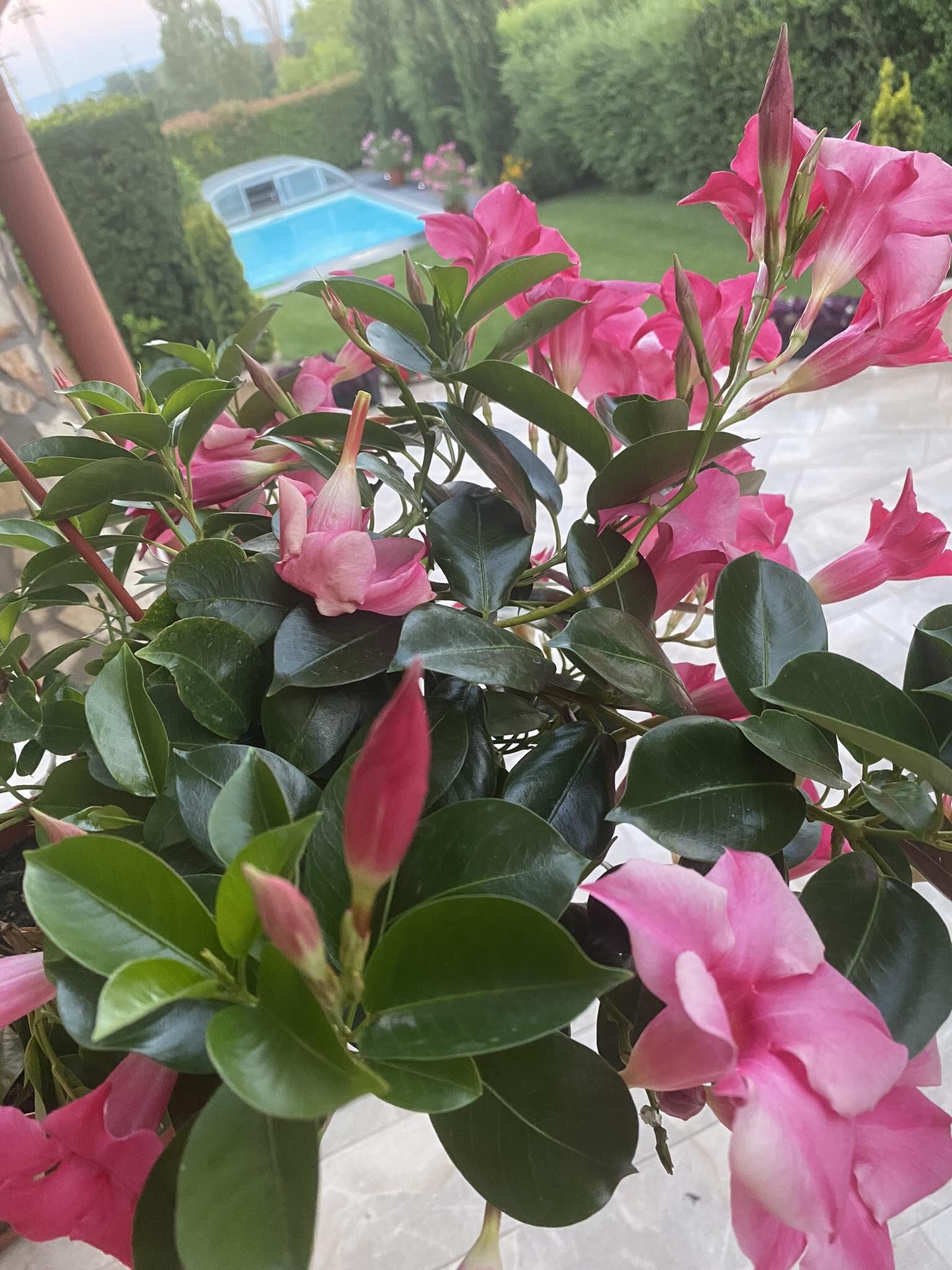 Tünde Nene Apartman – Zánka fotó 13