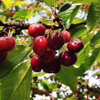 Cseresznyésház-Csendesház28