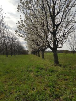 Cseresznyésház-Csendesház29