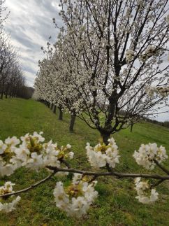 Cseresznyésház-Csendesház30