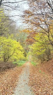 Csillagvirág Vendégház25