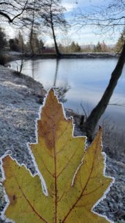 Csillagvirág Vendégház31