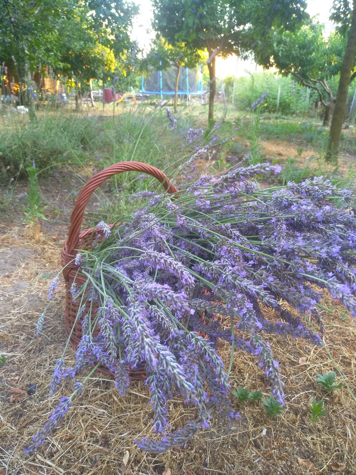 Rozi Garden Vendégház – Badacsony fotó 1