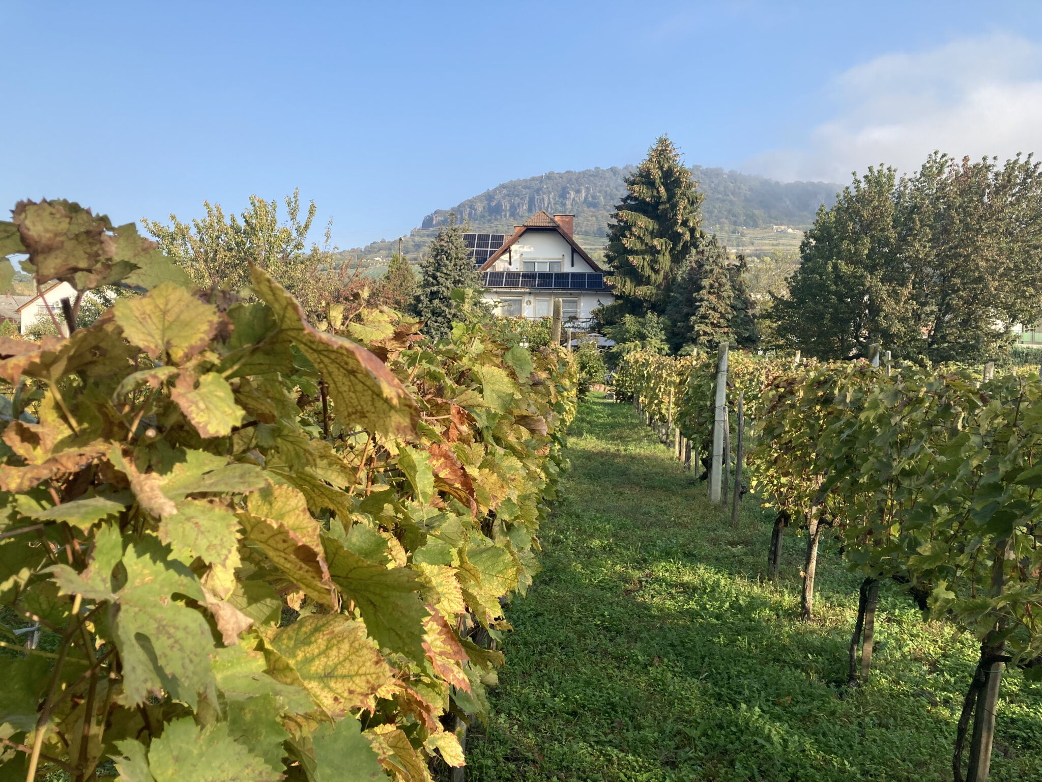 Rozi Garden Vendégház – Badacsony fotó 8