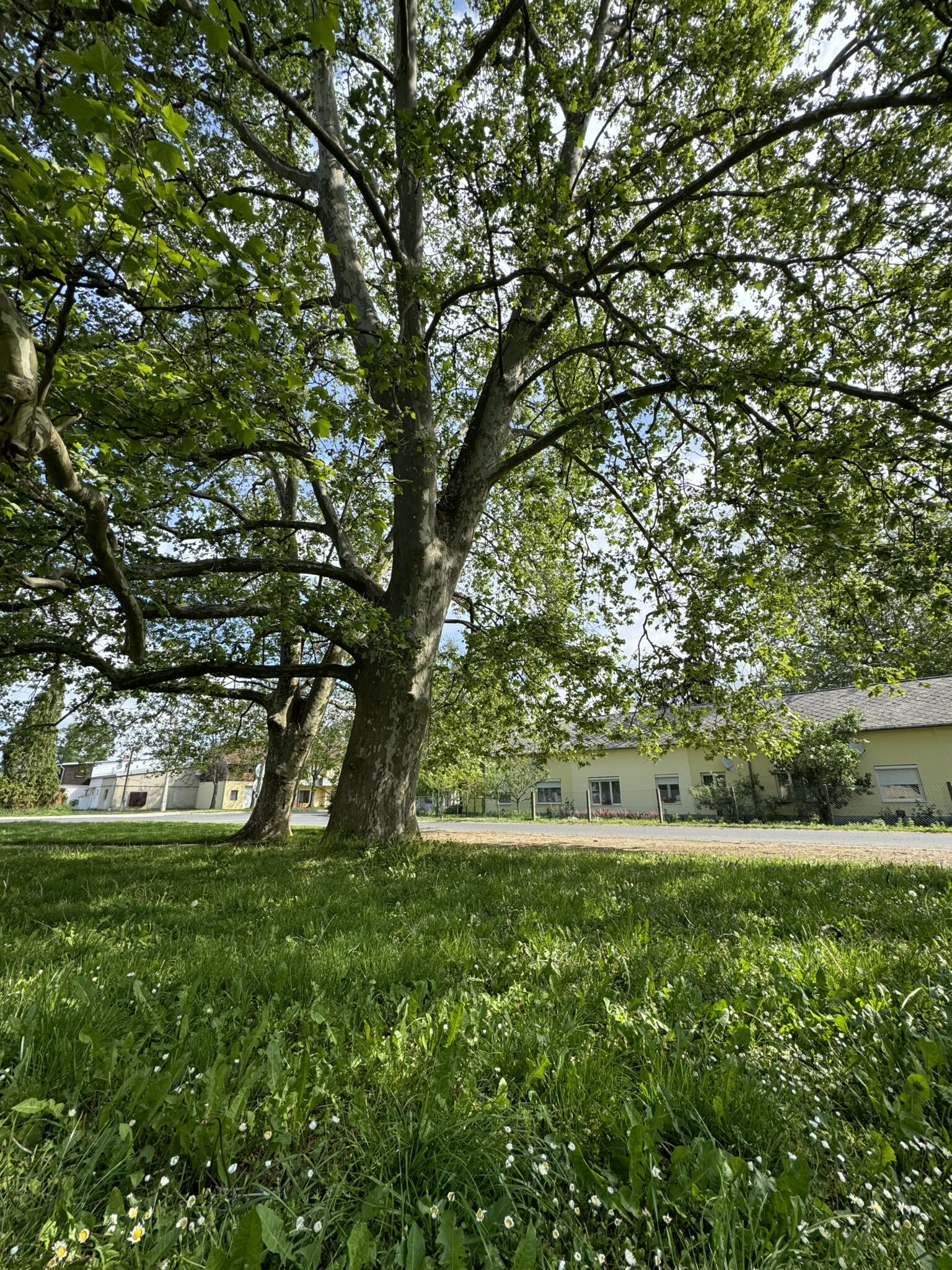 Platán Apartman – Marcali fotó 8