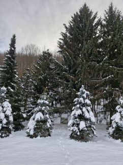 Relax Wellness Apartman115