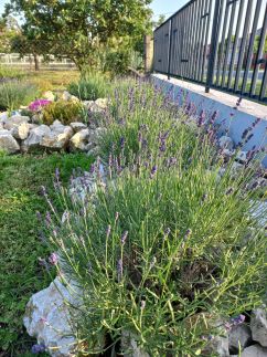 Fekete Rigó Kuckó31