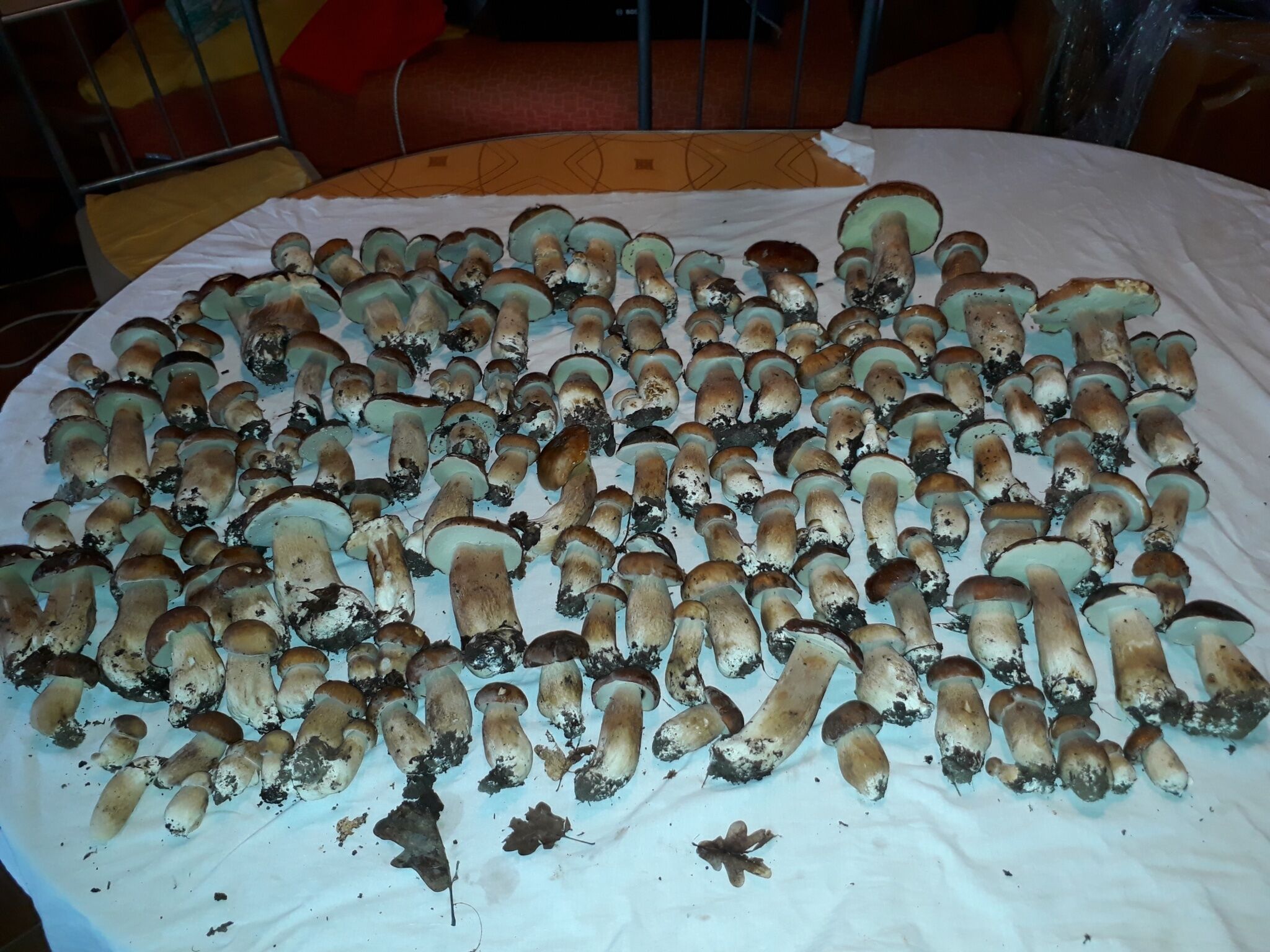 Midiola Vendégház – Kerkakutas fotó 30