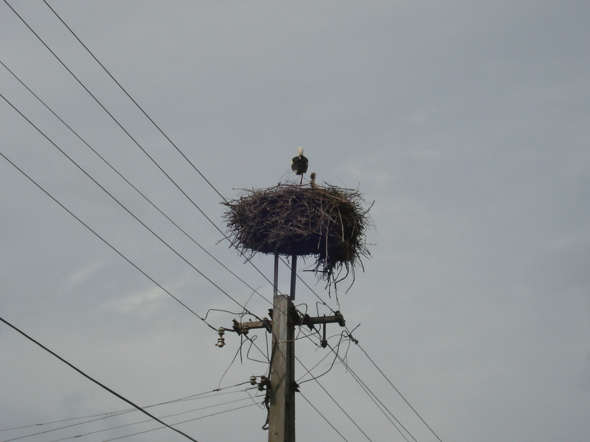 Midiola Vendégház – Kerkakutas fotó 33