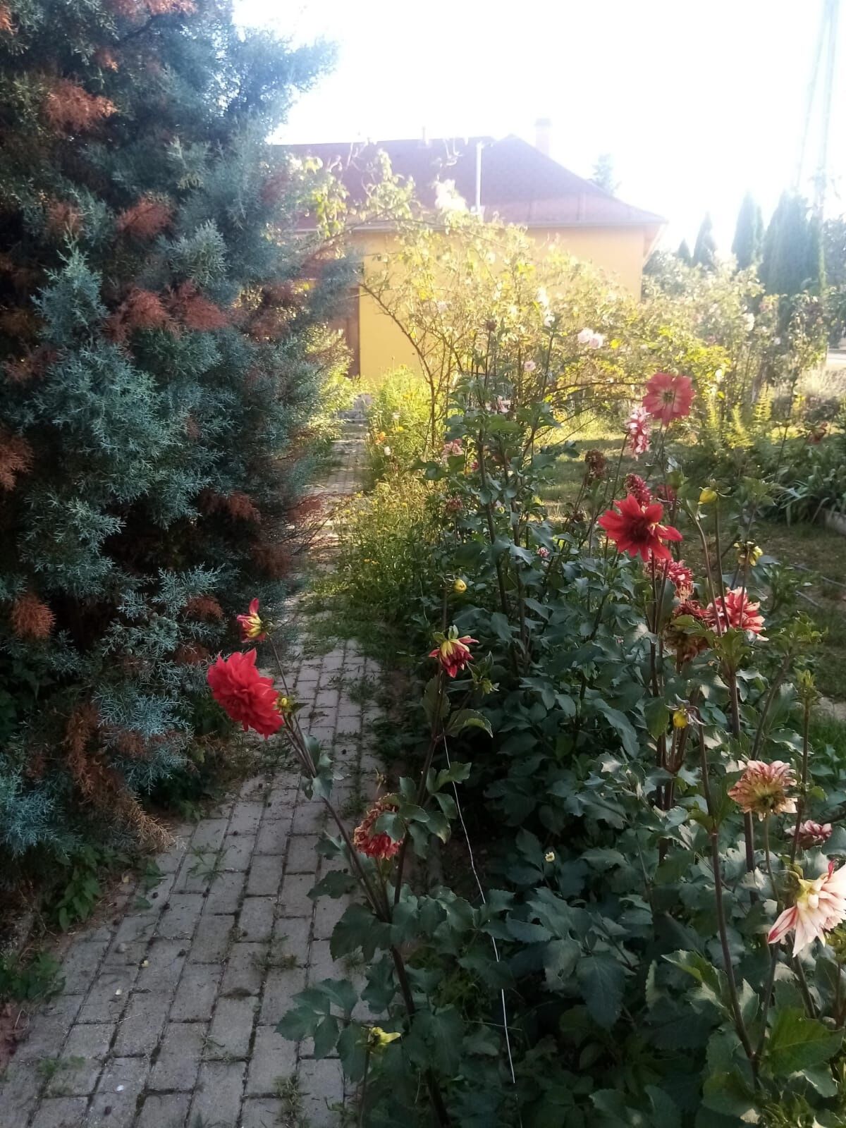 Midiola Vendégház – Kerkakutas fotó 34