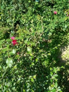 Edina Vendégház215