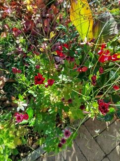 Edina Vendégház243