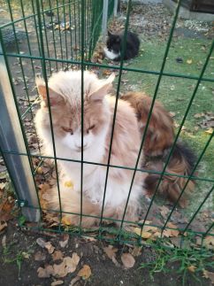 Edina Vendégház247