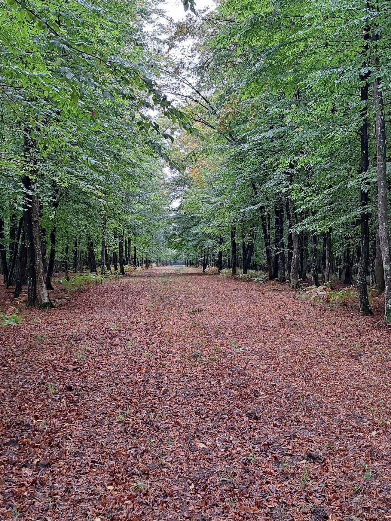 Tölgyfa Vendégházak – Kaszó fotó 13