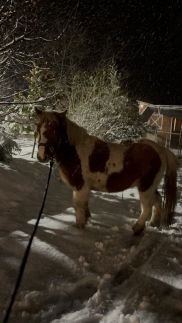 Arany Vendégház262