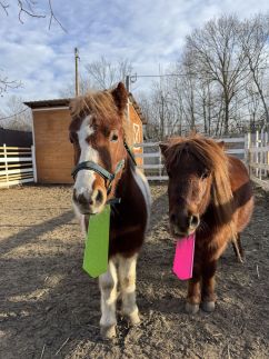 Arany Vendégház264