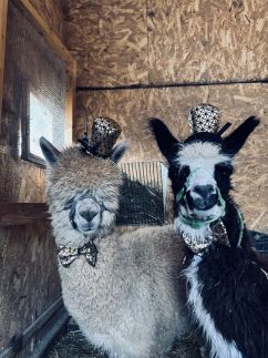 Arany Vendégház265