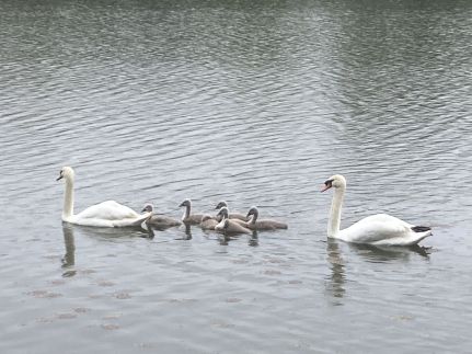 Nature Centrum Vendégház31