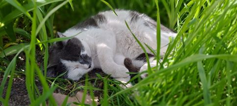 Lassu Tanya Vendégház71