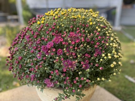 Icuka Vendégháza238