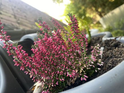 Icuka Vendégháza239