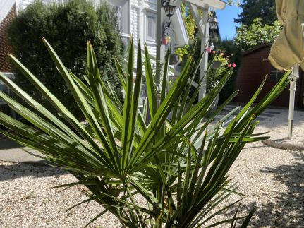 Icuka Vendégháza251