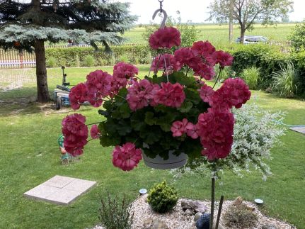 Icuka Vendégháza265