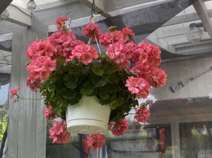 Icuka Vendégháza274