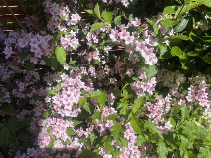 Icuka Vendégháza276