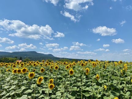 Insel Vendégház45