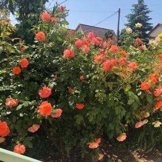 Ádám és Anett Vendégház11