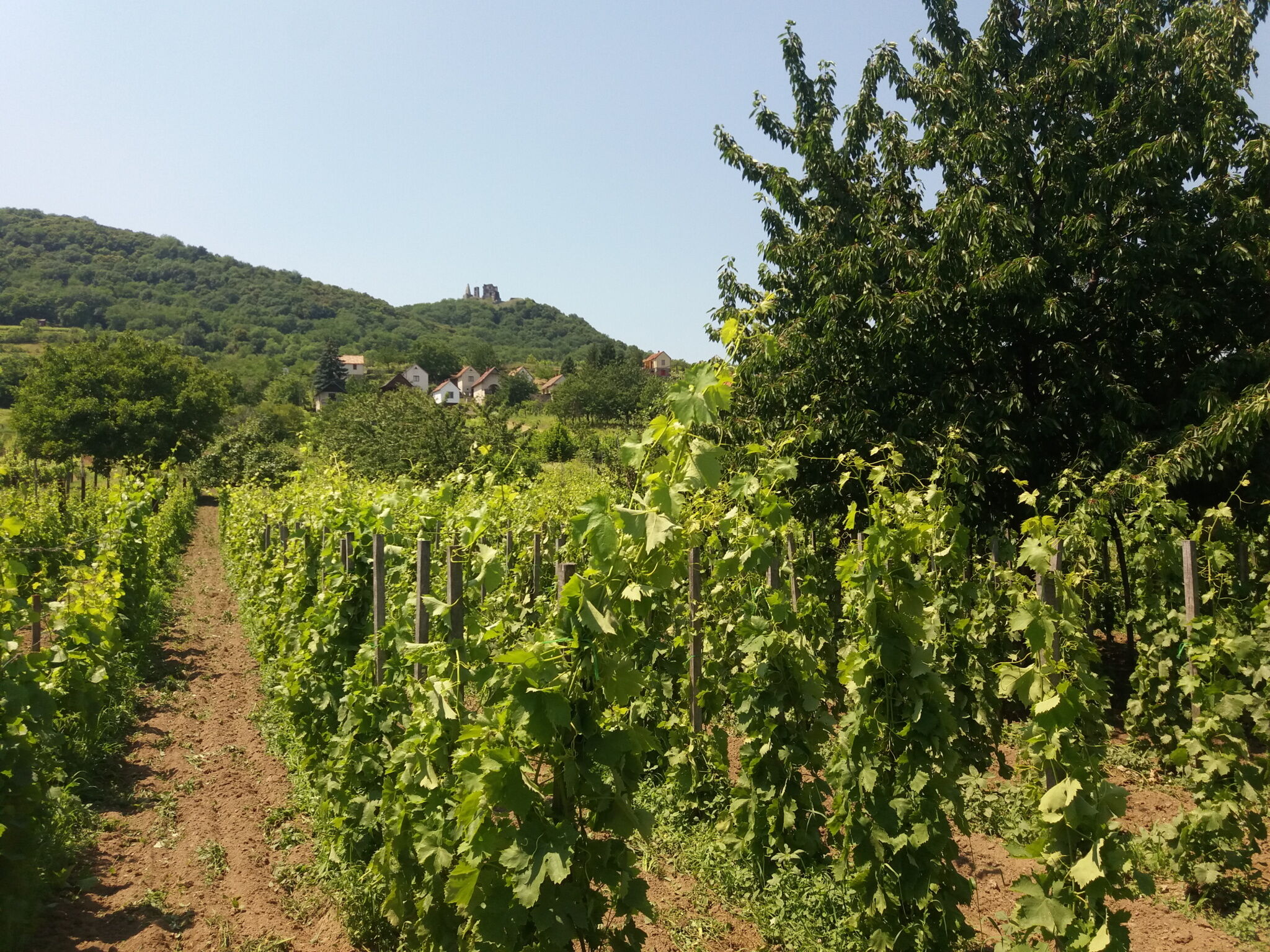 Somló Kincse Vendégház – Doba fotó 3