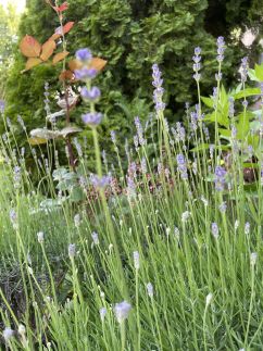 Lavender Apartman5