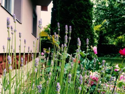 Lavender Apartman1