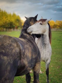 Áfonya Vendégház15