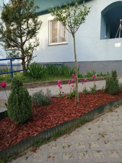 Liliom Apartman15