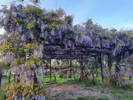 Karos Vintage House101