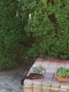Botanik Apartman11