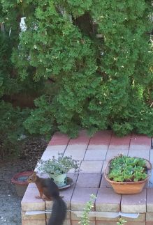 Botanik Apartman12