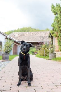 Pipacs és Tulipán Vendégház25