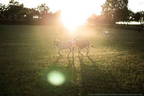 Dharma Mentett Állatok Kertje Bungalók & Farmping9