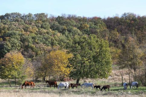 Dharma Mentett Állatok Kertje Bungalók & Farmping15