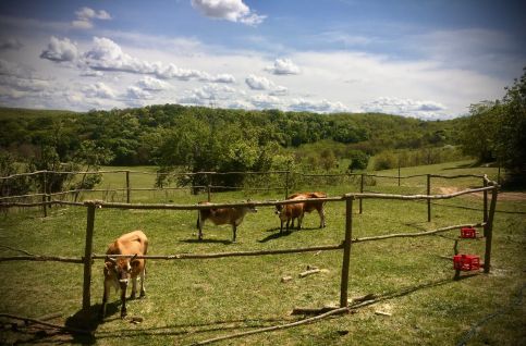 Dharma Mentett Állatok Kertje Bungalók & Farmping16