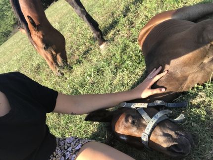 Dharma Mentett Állatok Kertje Bungalók & Farmping18