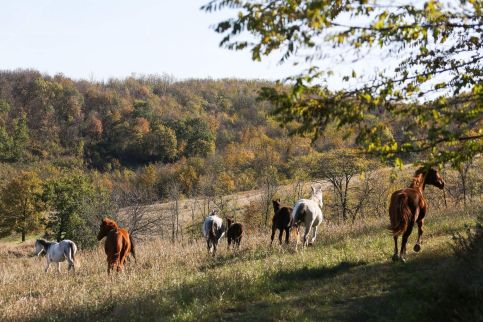 Dharma Mentett Állatok Kertje Bungalók & Farmping5